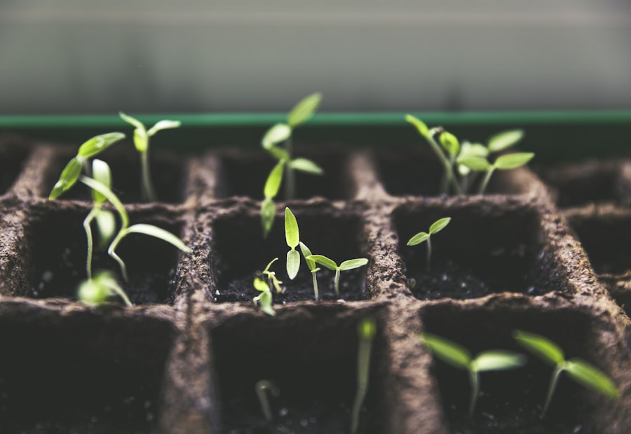Healthy seedlings growing in module trays in the greenhouse